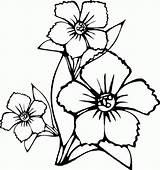 Coloring Flowers Hawaiian Pages Printable Popular sketch template