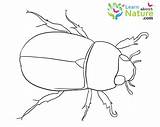 Beetle Coloring Pages Color Beetles sketch template