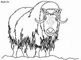 Musk Ox Coloring Arctic Tundra Pages Drawing Animals Color Dltk Ki Crafts Getcolorings Getdrawings sketch template