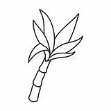 Sugarcane sketch template