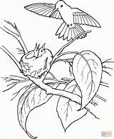 Sylph Tailed Designlooter Hummingbirds sketch template