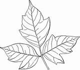 Ivy Poison Leaf Help Plant Dry Illustration sketch template