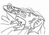 Malvorlage Frosch Ausmalbilder Drucken sketch template
