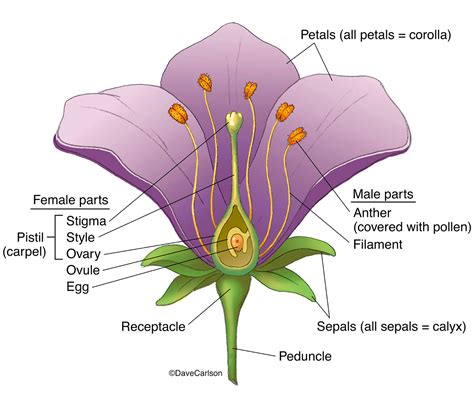 Male And Female Parts Of A Flower And Their Functions All Categories