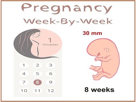 weeks pregnant symptoms diet  exercises