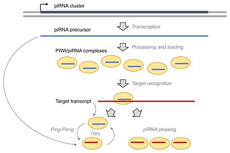 Figure 1 Biogenesis Of Pirnas From Pirna Clusters To Piwi