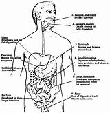 Digestive Physiology Organs Coloringhome sketch template