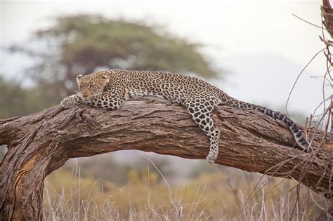 leopard habits diet   facts
