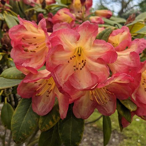 rhododendron ring  fire tall hybrid rhododendrons millais nurseries