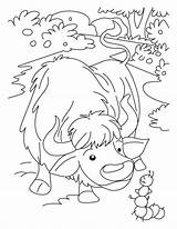 Coloring Yak Pages Shock Folk Given Small Kids sketch template