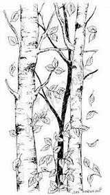 Tree Coloring Clipart Birch Drawing Rubber Pages Stamp Leaves Paper Engraving Book Leaf Christmas Colouring Trees Falling Northwoods Forest Franticstamper sketch template