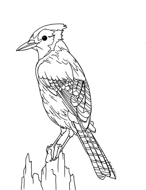 blue jay coloring page  getcoloringscom  printable colorings