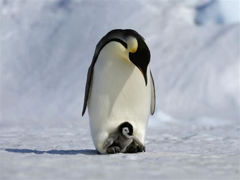 china forced   antarctica tourists dont touch  penguins