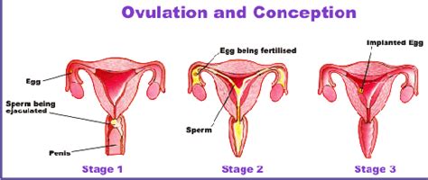 can you get pregnant if you aren t ovulating collage porn video