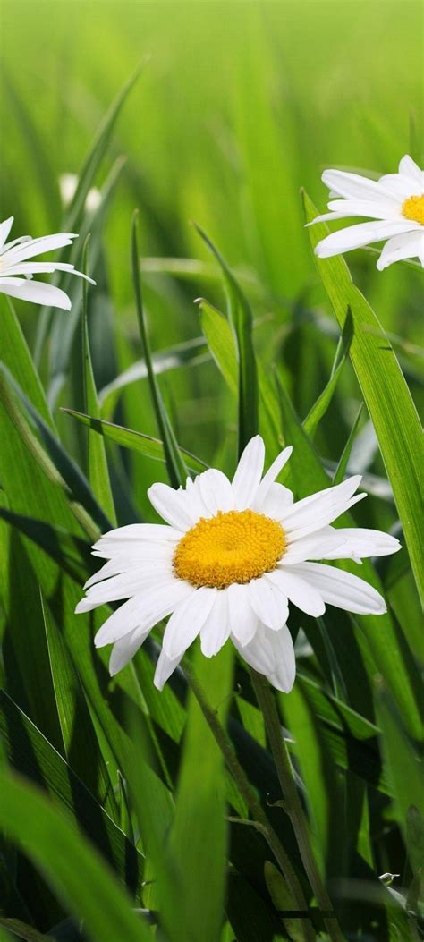 Daisies Flowers Grass Green Blur [1080x2400]