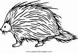 Porcupine Stachelschwein Istrice Porcospino Disegno Verschiedene Animali Porcospini Malvorlage Ausmalen Clipground Lettering Kategorien sketch template