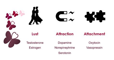 Love Actually The Science Behind Lust Attraction And