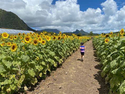 summer sunflower event  waimanalo country farms