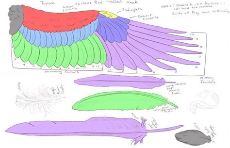 pin  takia  winganatomy wing anatomy bird wings wings drawing