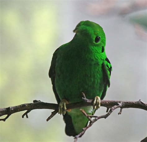 pictures  information  green broadbill