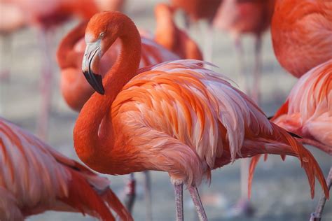 havlu hamamdoek miami flamingo havlu    towel