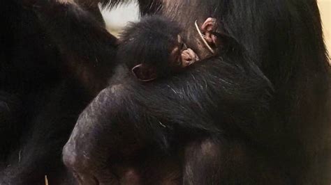 chimpansee van bedreigde soort geboren  beekse bergen