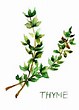 Image result for free pics of thyme