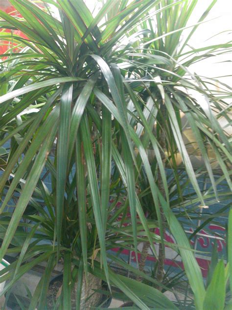 dracaena plant care growing planting cutting diseases pests seed