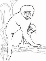 Howler Monkeys Vervet Designlooter Getdrawings Bestcoloringpagesforkids Justcoloringbook Artikel sketch template