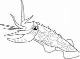 Cuttlefish Coloring Pages Fish Cuttle Drawings Marine Designlooter Drawing 540px 67kb Template Life Gif sketch template