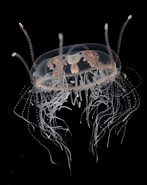 Image result for "vallentinia Gabriellae". Size: 147 x 185. Source: jellywatch.org