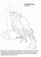 Coloring Prairie Falcon Designlooter sketch template