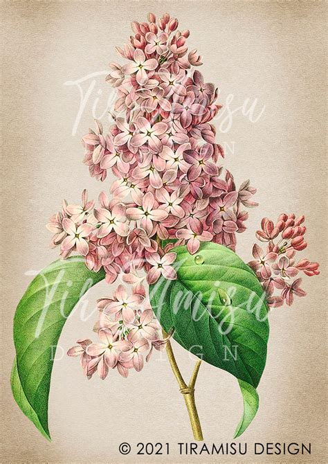 vintage lilac flower clipart vintage lilac clipart vintage etsy