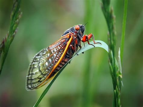 cicadas eat   sun