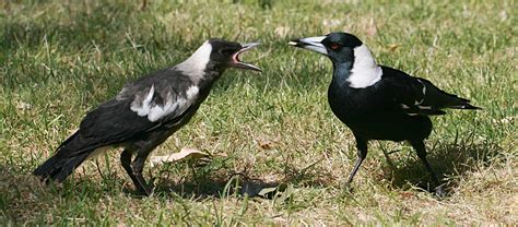 australian magpies  understand   birds