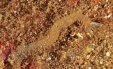 Afbeeldingsresultaten voor "pherusa Plumosa". Grootte: 162 x 100. Bron: www.unterwasser-welt-ostsee.de