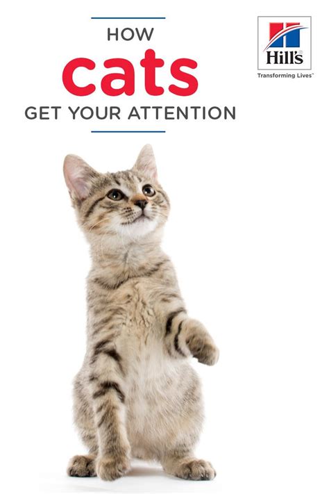 needy cat shows   attention hills pet cat behavior cats  attention