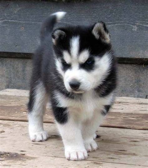 alaskan husky puppies images puppies pet animals  cute animals pinterest puppy