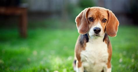 Everything You Need To Know About Beagles Facty