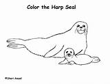 Seal Coloring Pages Cute Leopard Printable Getcolorings Color sketch template