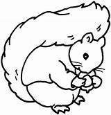 Squirrel Coloring Pages Animals Play sketch template