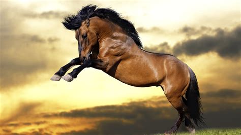 brown horse  background  sunset  clouds hd horse wallpapers hd wallpapers id