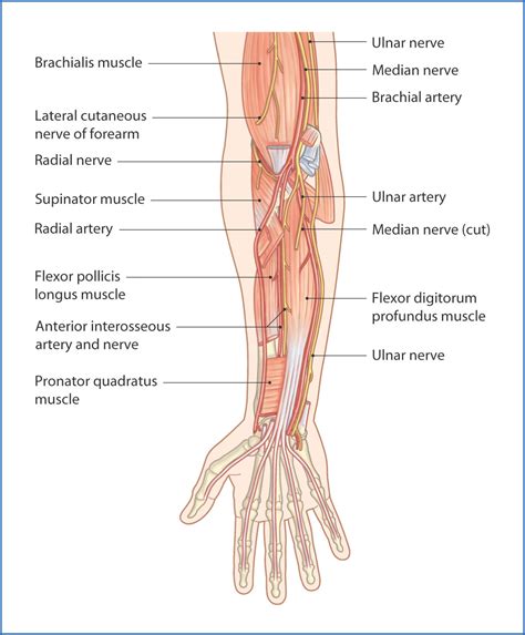 muscles   anterior forearm superficial view learn muscles art kkcom