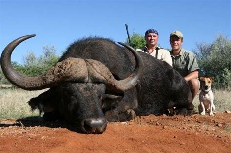 42 Inch Cape Buffalo Hunt In South Africa