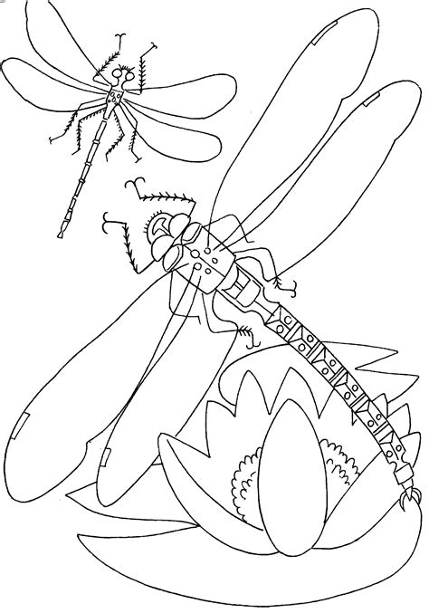printable dragonfly coloring pages  kids