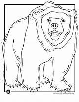 Coloring Grizzly Bear Pages Bears Animal Print Printer Send Button Special Only Click Use Jr sketch template