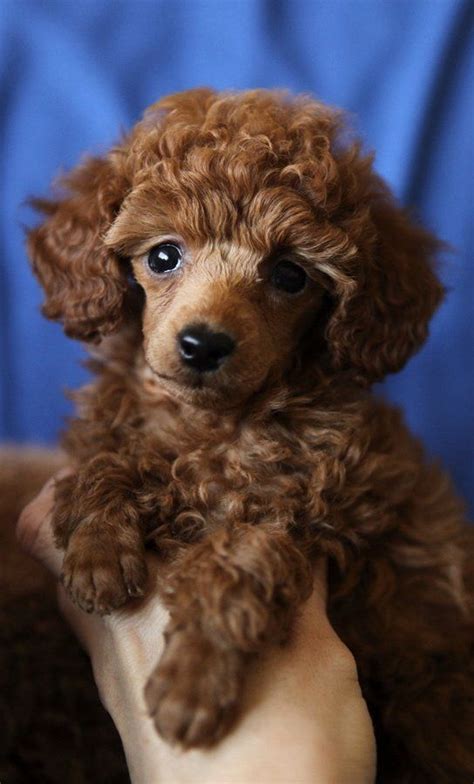 12 Reasons Why You Should Never Own Poodles