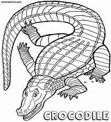 Crocodile Coloring Pages Animal sketch template