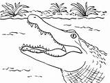 Alligator Aligatora Paszcza Buaya Mewarnai Webtech360 Druku Coloringbay Pokoloruj Samanthasbell Kolorowanka sketch template