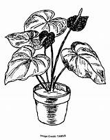 Plant Anthurium House Drawing Coloring Drawings Getdrawings 796px 88kb sketch template